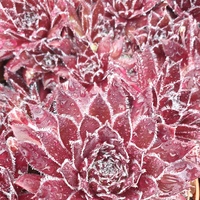 Sempervivum 'Corsair'